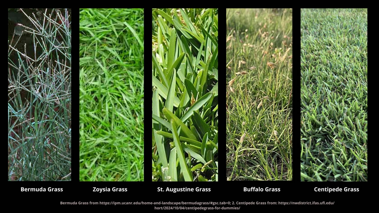 Guia Global de Gramados: Os Melhores Tipos para o Seu Clima