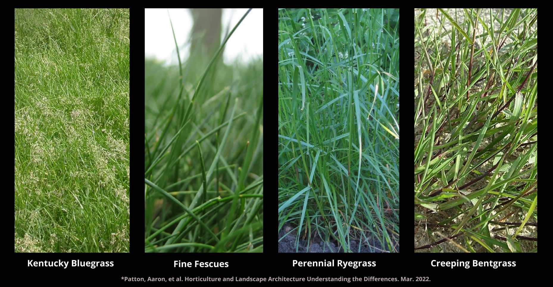 Guia Global de Gramados: Os Melhores Tipos para o Seu Clima