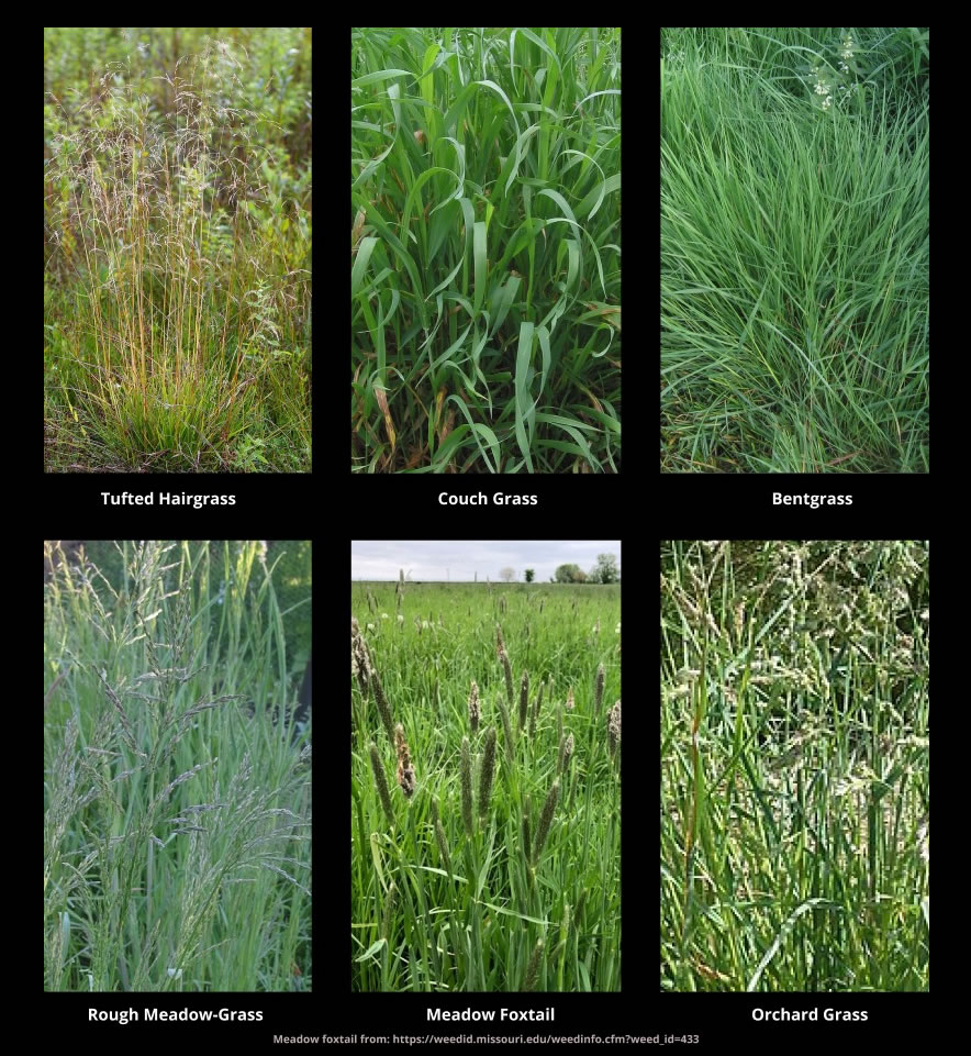 Guia Global de Gramados: Os Melhores Tipos para o Seu Clima