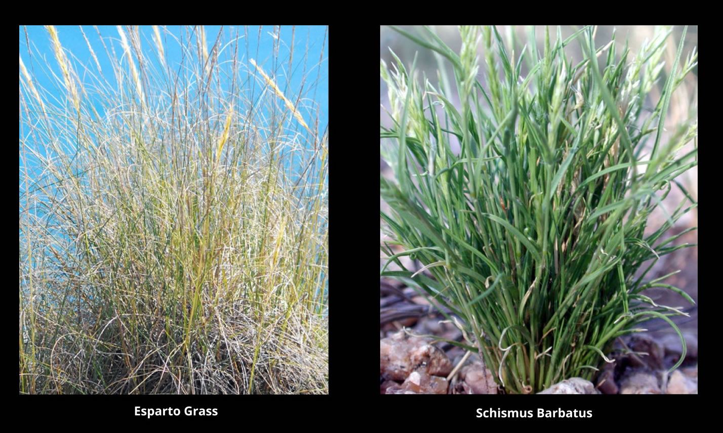 Guia Global de Gramados: Os Melhores Tipos para o Seu Clima