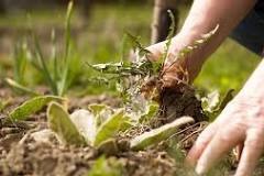 Cuidados com o Gramado e o Cortador de Grama no Inverno