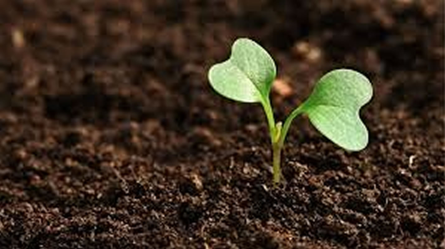 7 Passos para um Gramado Verde e Saudável